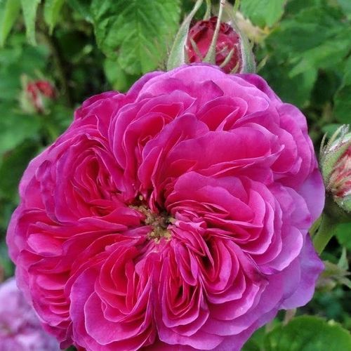 Rosa Duc de Cambridge - purpuriu - alb - Trandafir copac cu trunchi înalt - cu flori tip trandafiri englezești - coroană tufiș